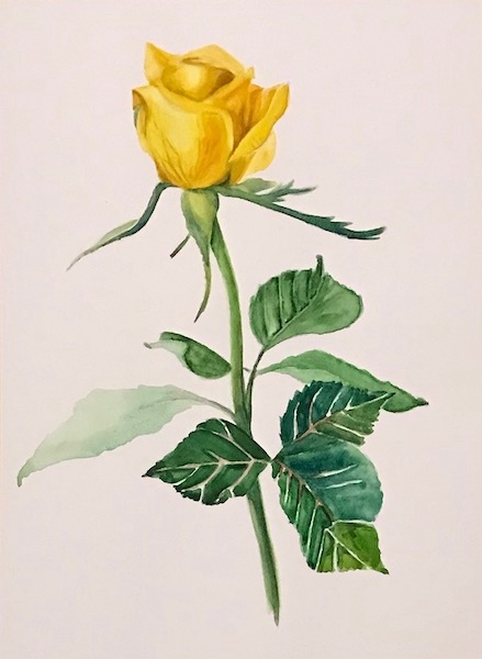 Картина акварелью Жёлтая роза