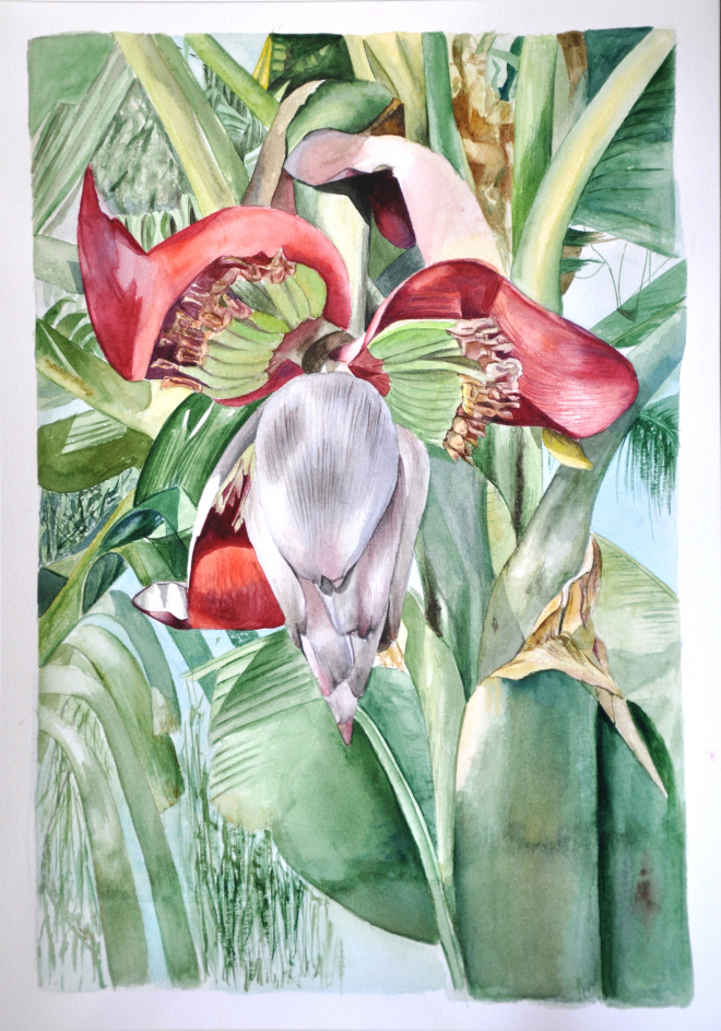 Картина акварелью цветок банана