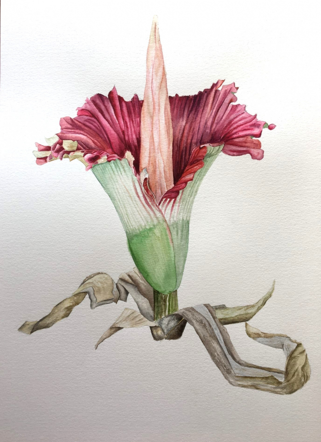 Картина акварелью Amorphophallus