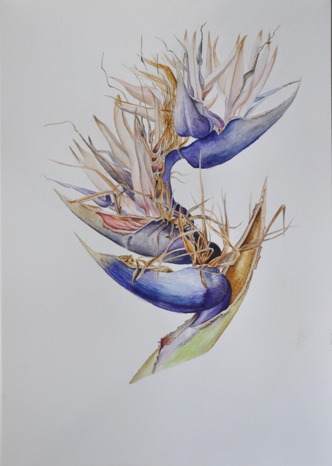 Картина акварелью Heliconia, watercolor