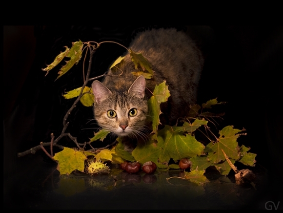 Картина Лесная кошка