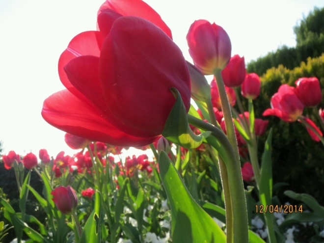 Картина тюльпаны