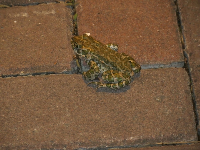 Картина жаба